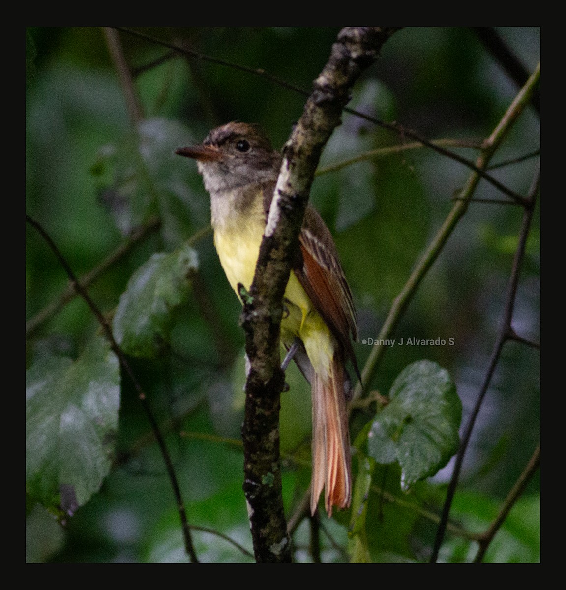 オオヒタキモドキ - ML644670684