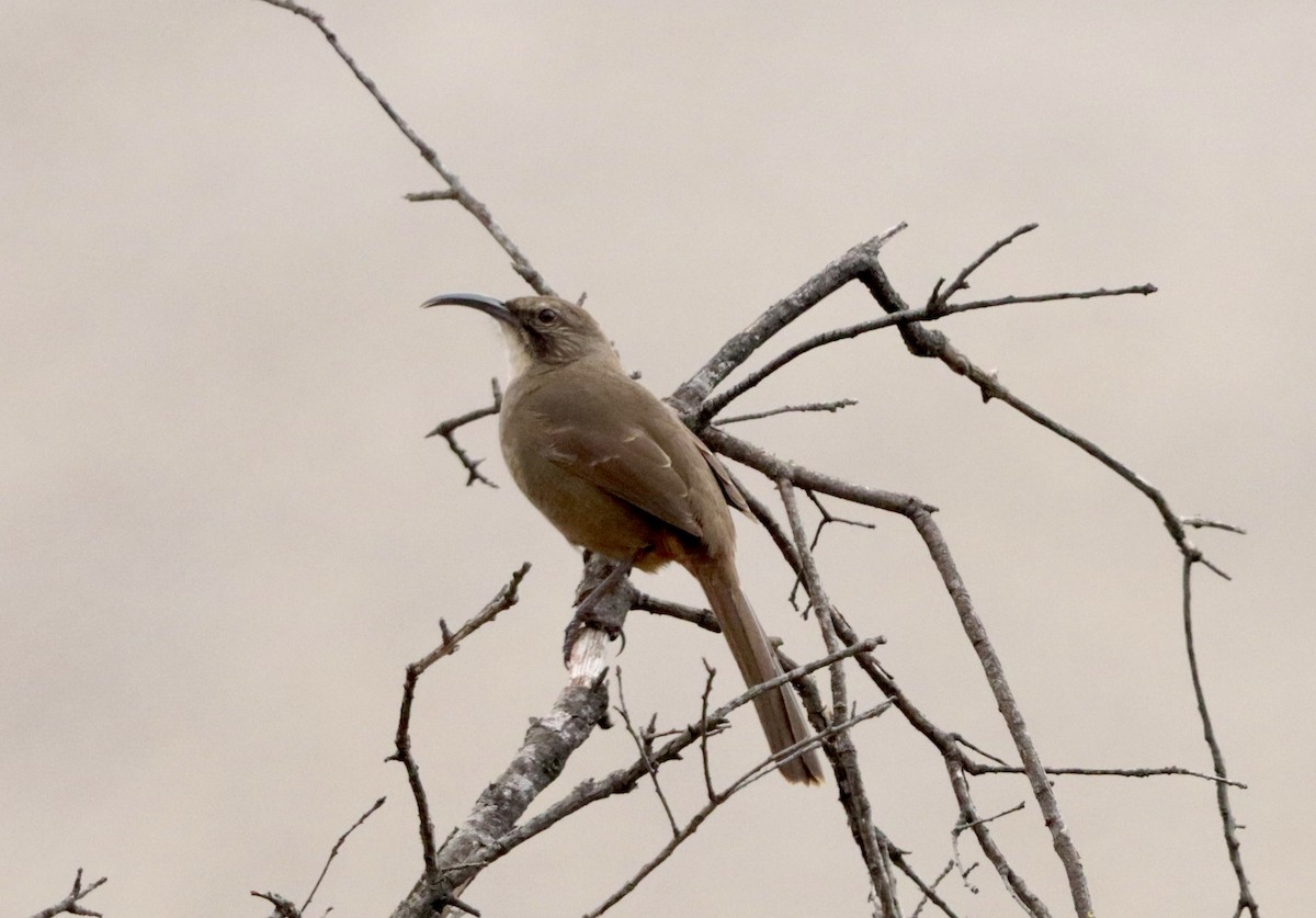 オオムジツグミモドキ - ML644670685