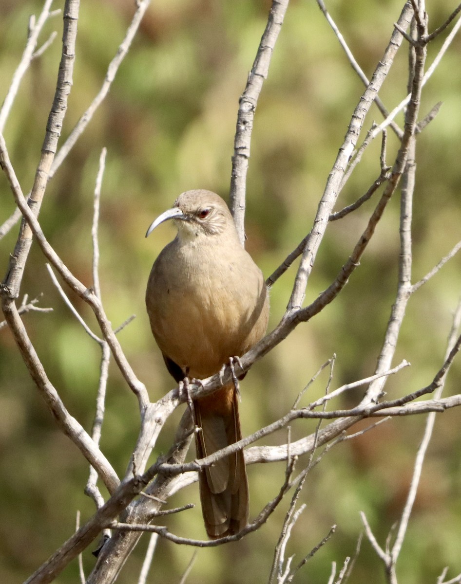 オオムジツグミモドキ - ML644670686