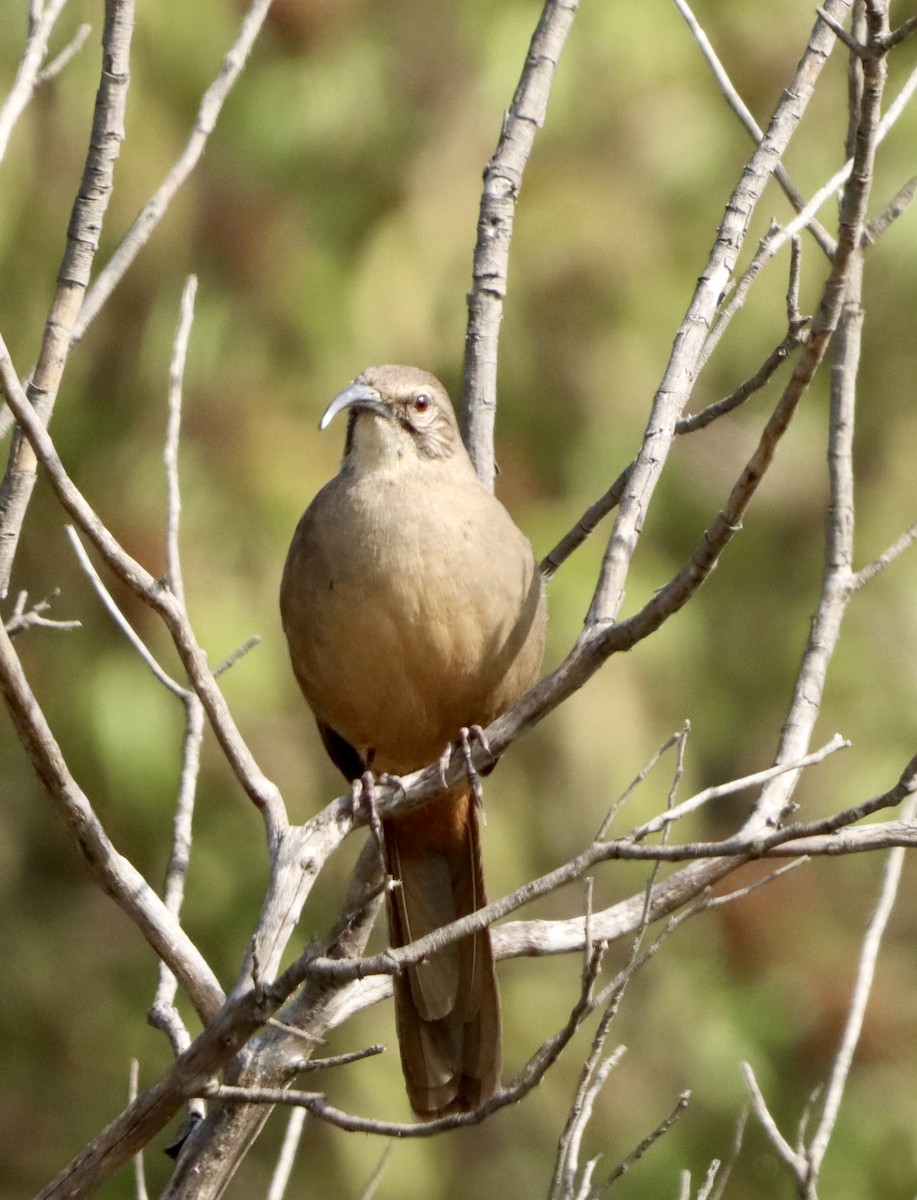 オオムジツグミモドキ - ML644670687