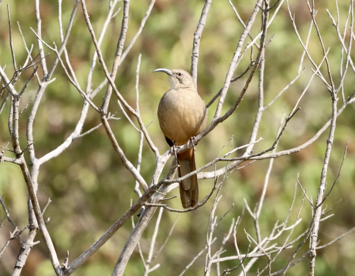 オオムジツグミモドキ - ML644670688