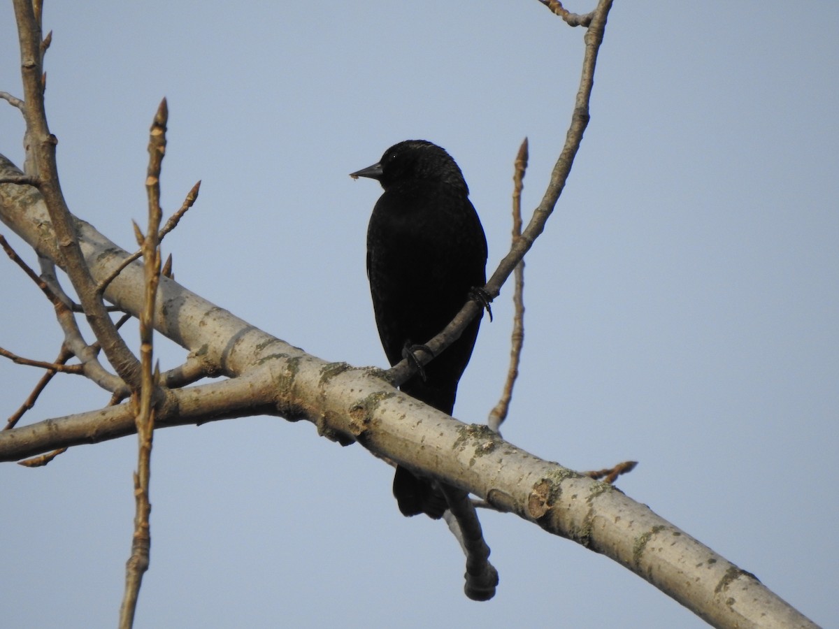 ハゴロモガラス - ML644670689