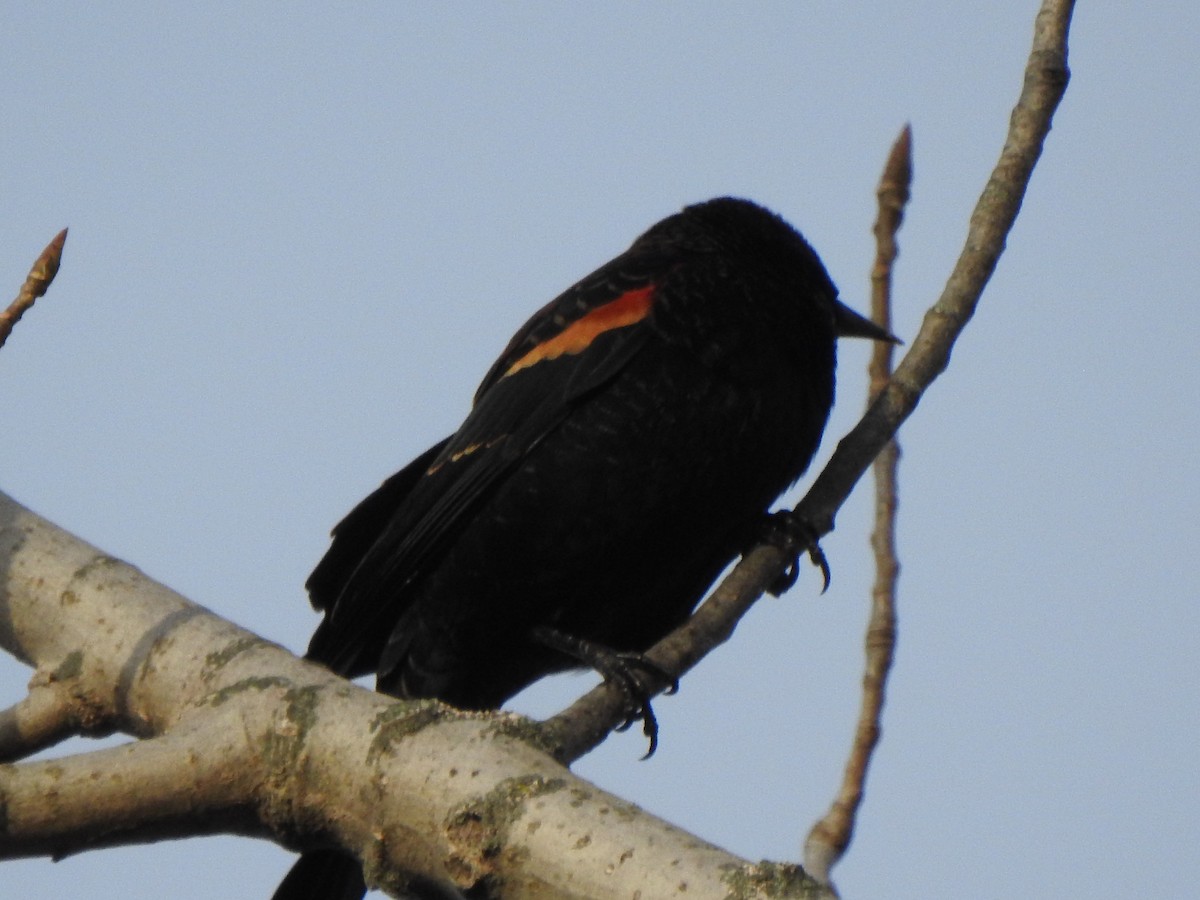 ハゴロモガラス - ML644670690