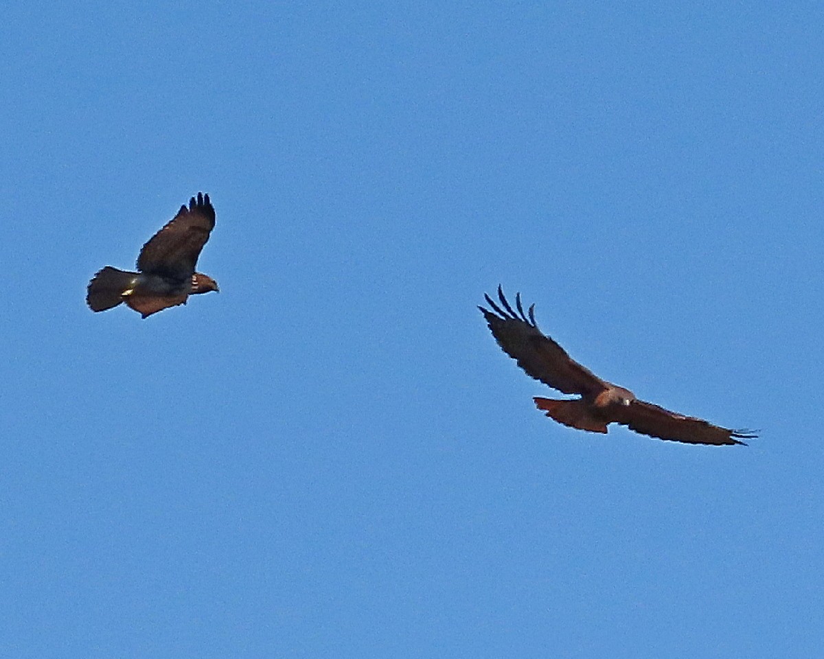 アカオノスリ - ML644670691