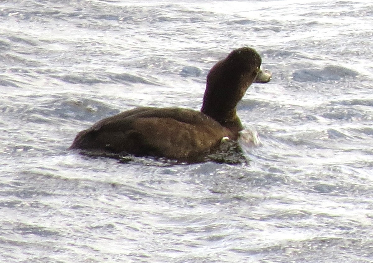 スズガモ - ML644670692