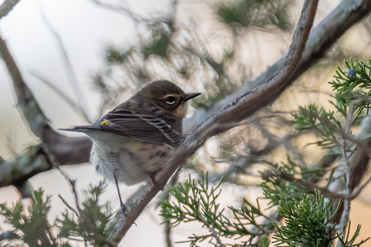 Миртовый певун - ML644670693