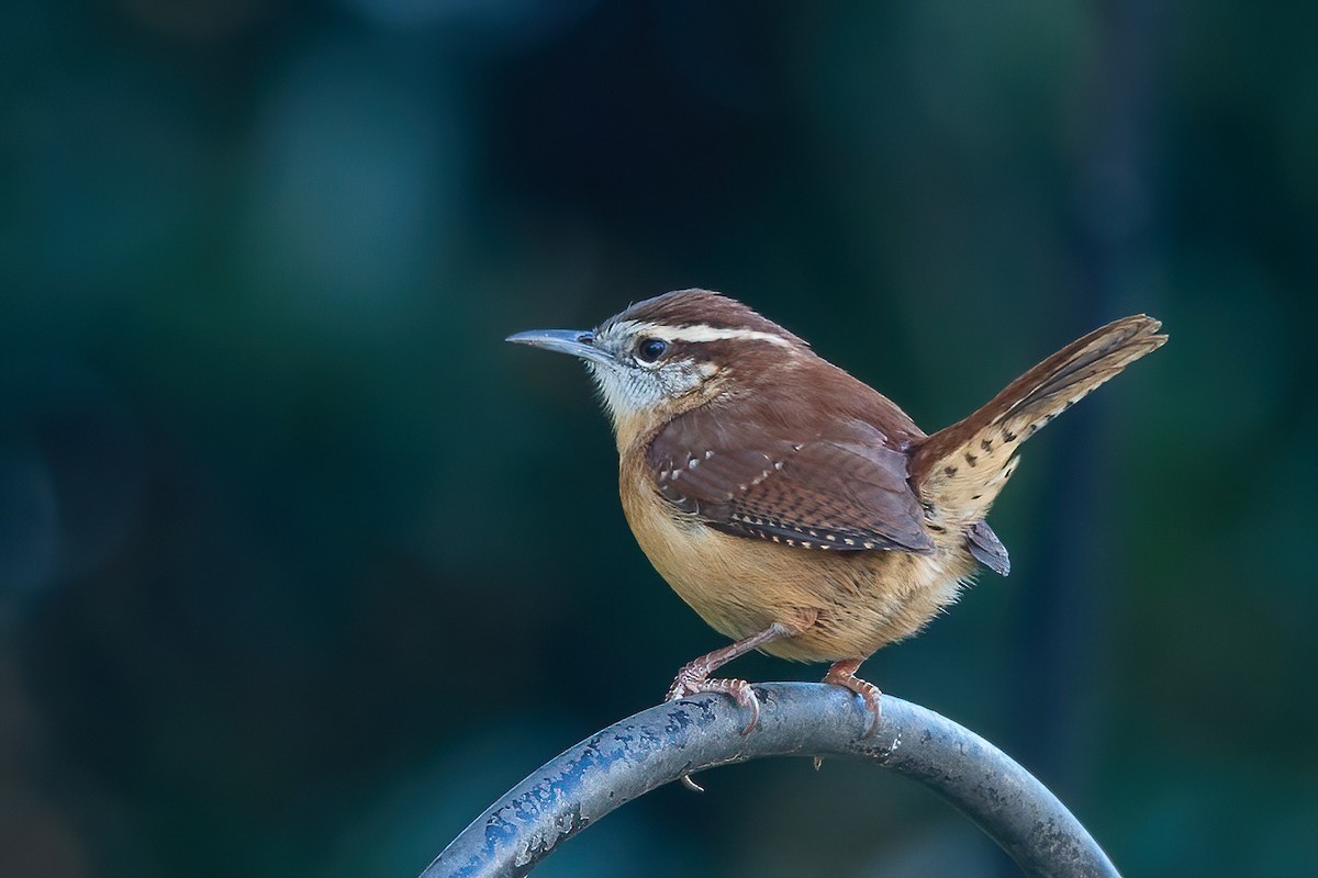 Carolina Wren - ML644670694