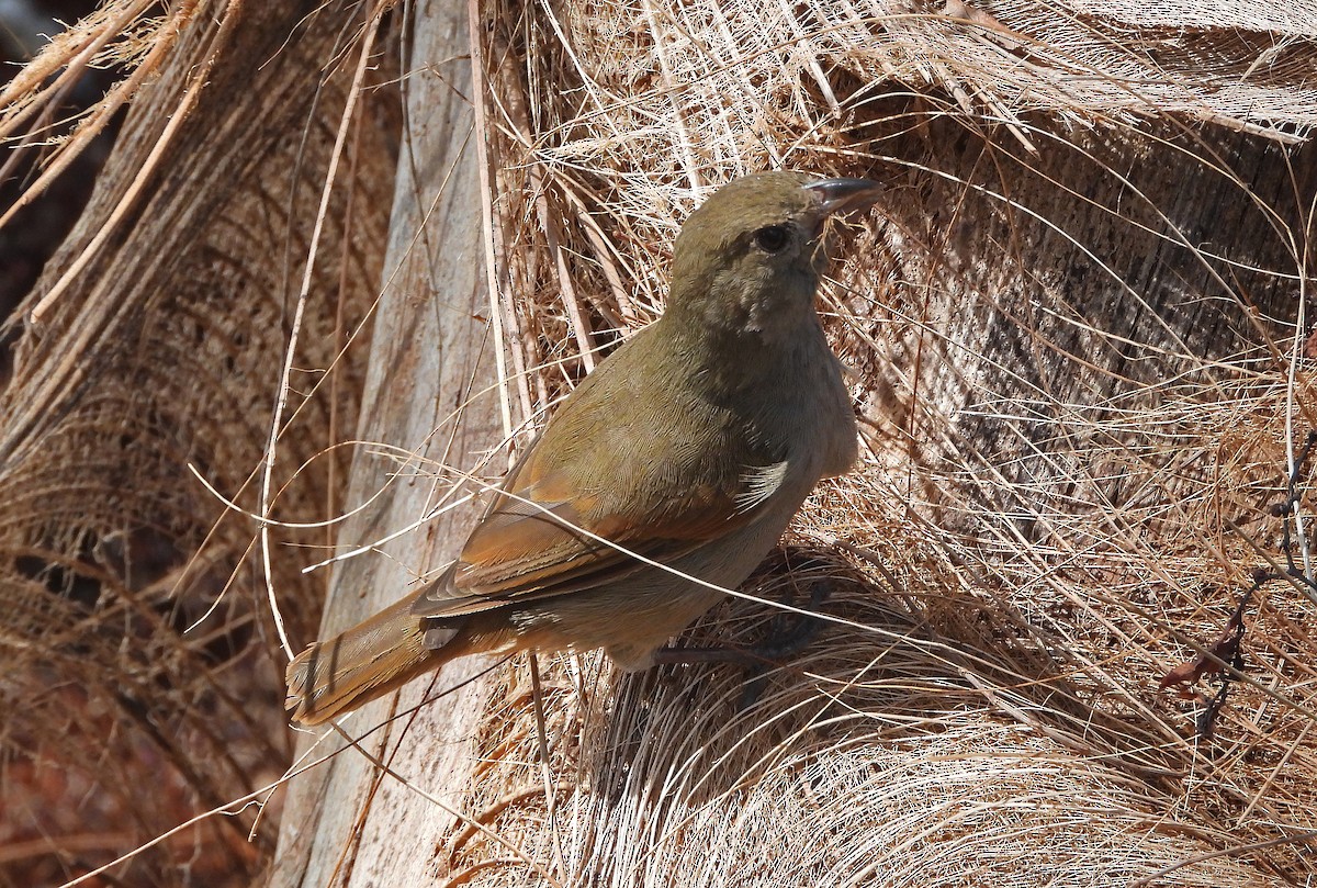 Barbados Bullfinch - ML644670697