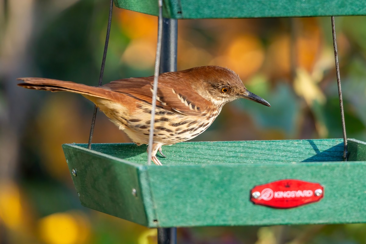 דשוש חום - ML644670699