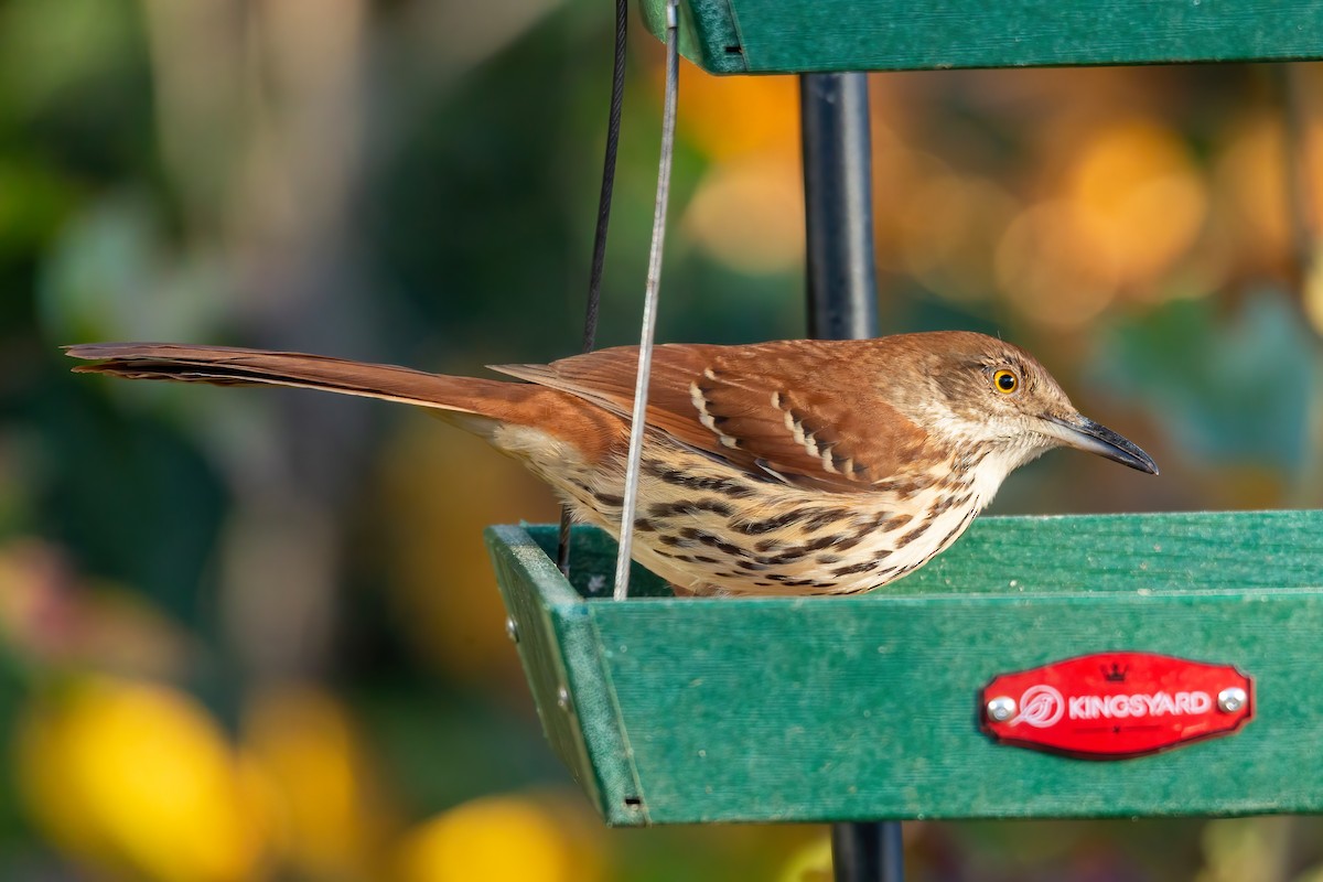 דשוש חום - ML644670700