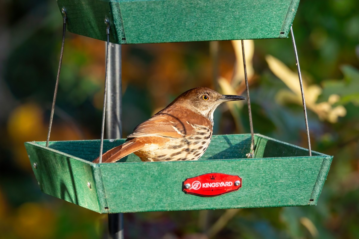 דשוש חום - ML644670701