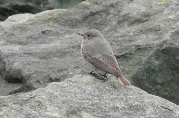 Black Redstart - ML644670702