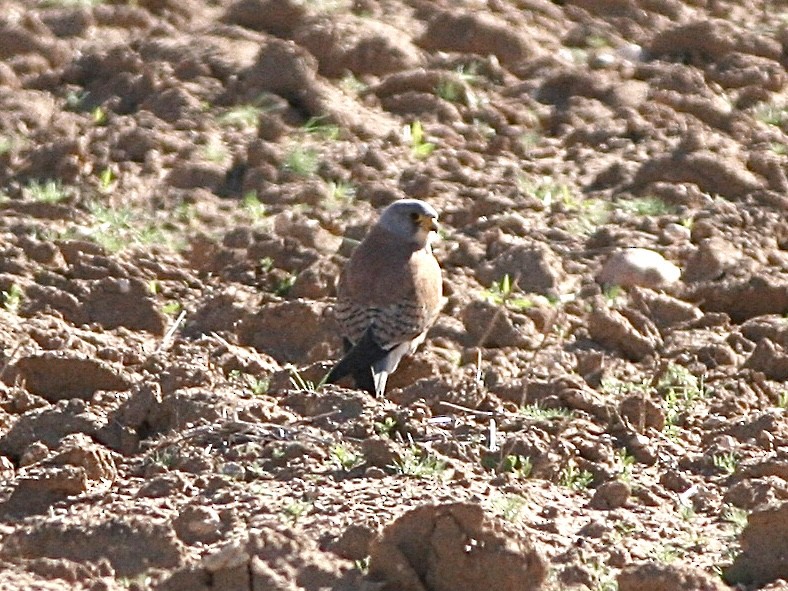 Rötelfalke - ML644670733