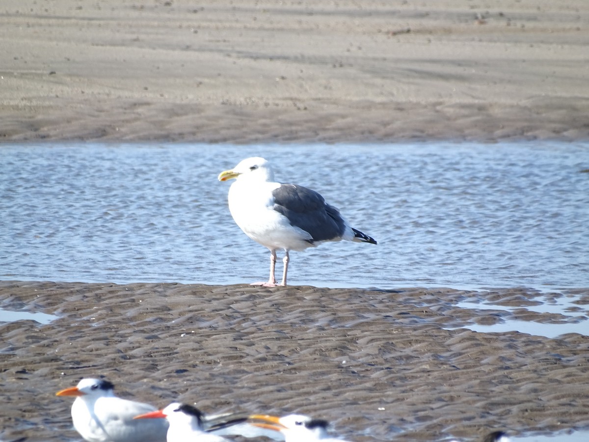 Western Gull - ML644670735