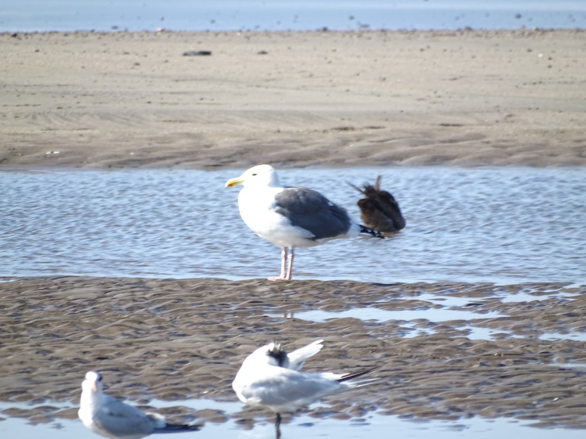 Western Gull - ML644670736