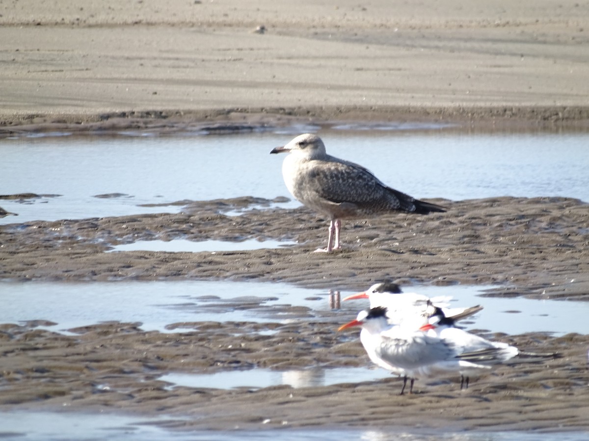 Western Gull - ML644670738
