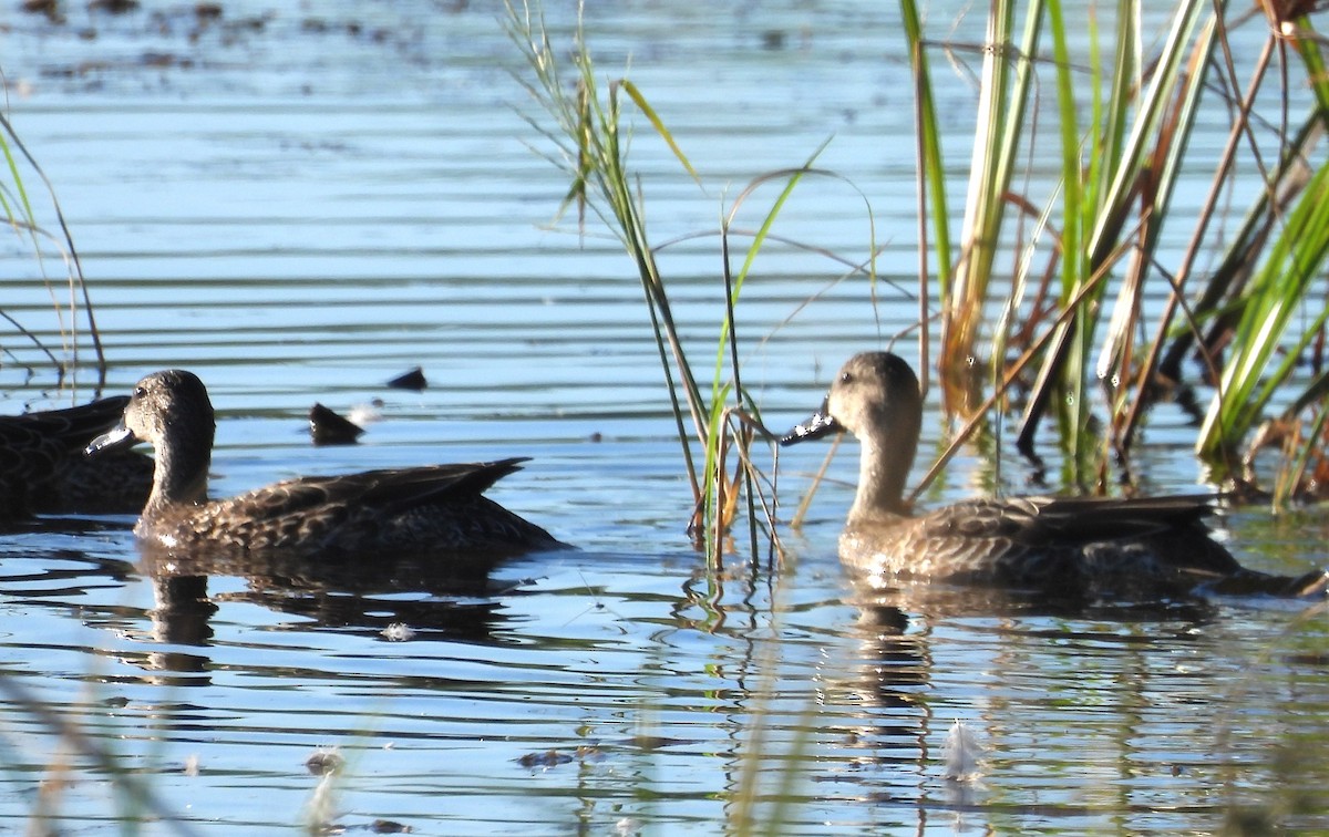 Blue-winged Teal - ML644670768