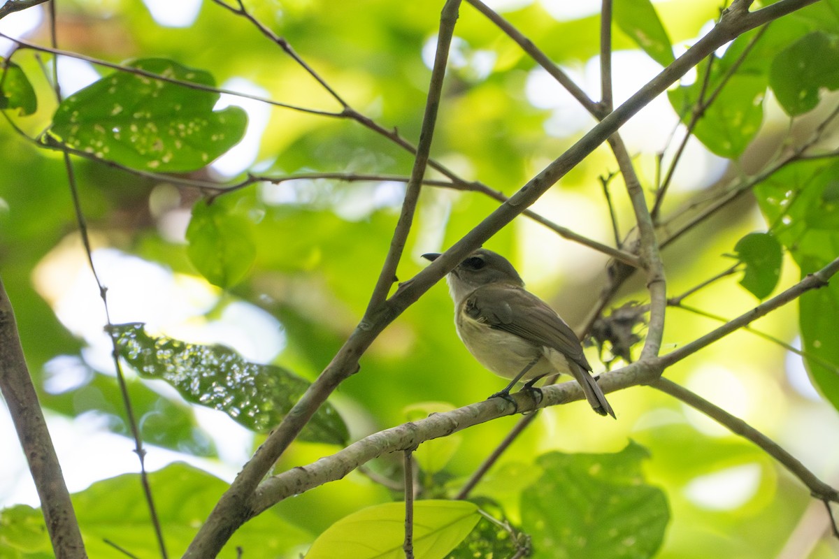 Gray Whistler - ML644670769