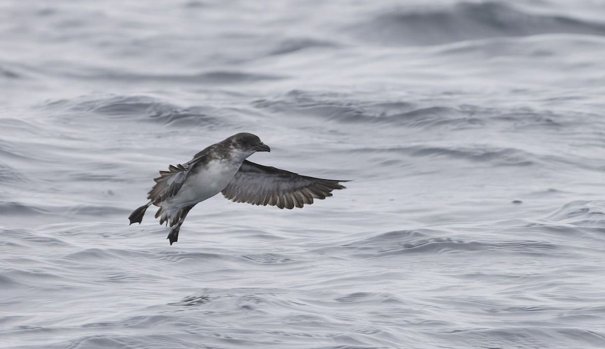 buřník peruánský - ML644670779