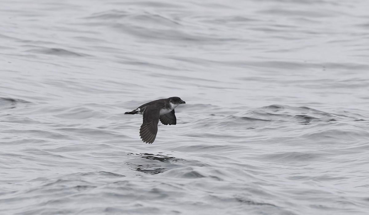 buřník peruánský - ML644670780