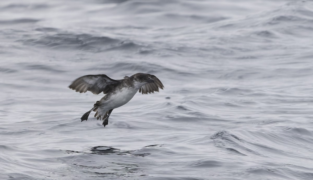 buřník peruánský - ML644670781