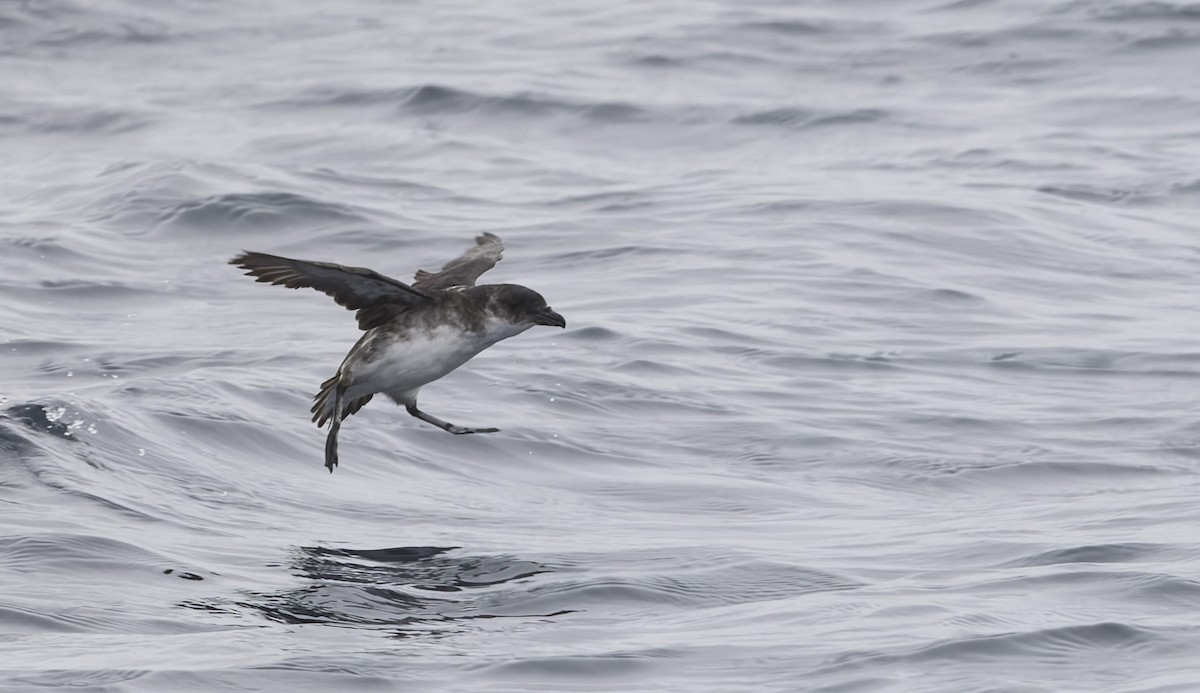 buřník peruánský - ML644670782