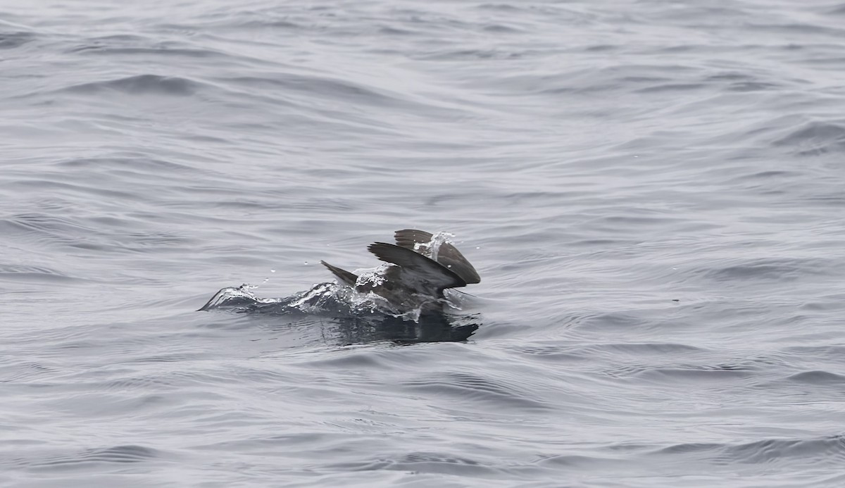 buřník peruánský - ML644670783