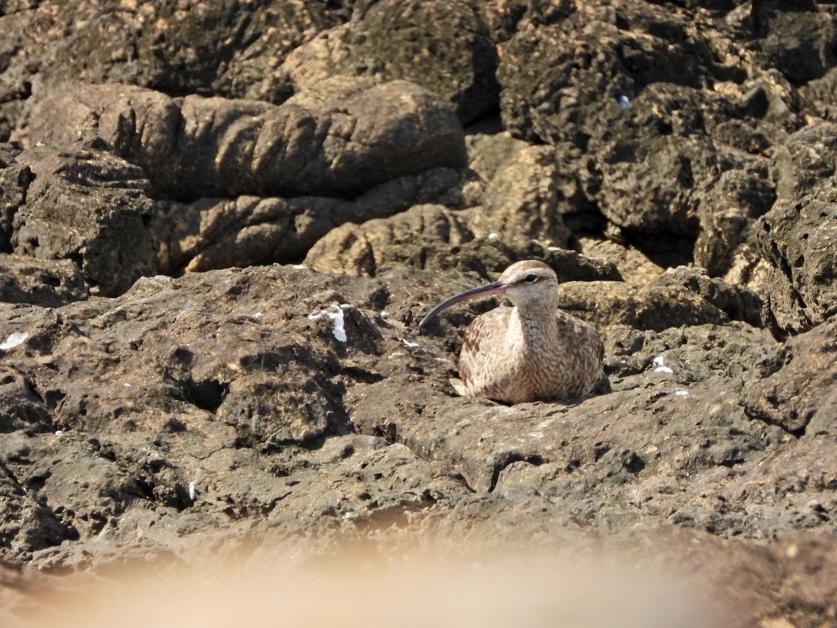 Hudsonian Whimbrel - ML644670800