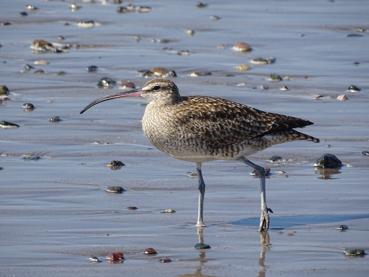 美洲中杓鷸 - ML644670815