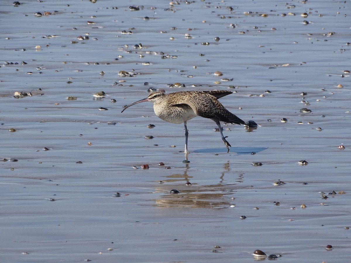 美洲中杓鷸 - ML644670816
