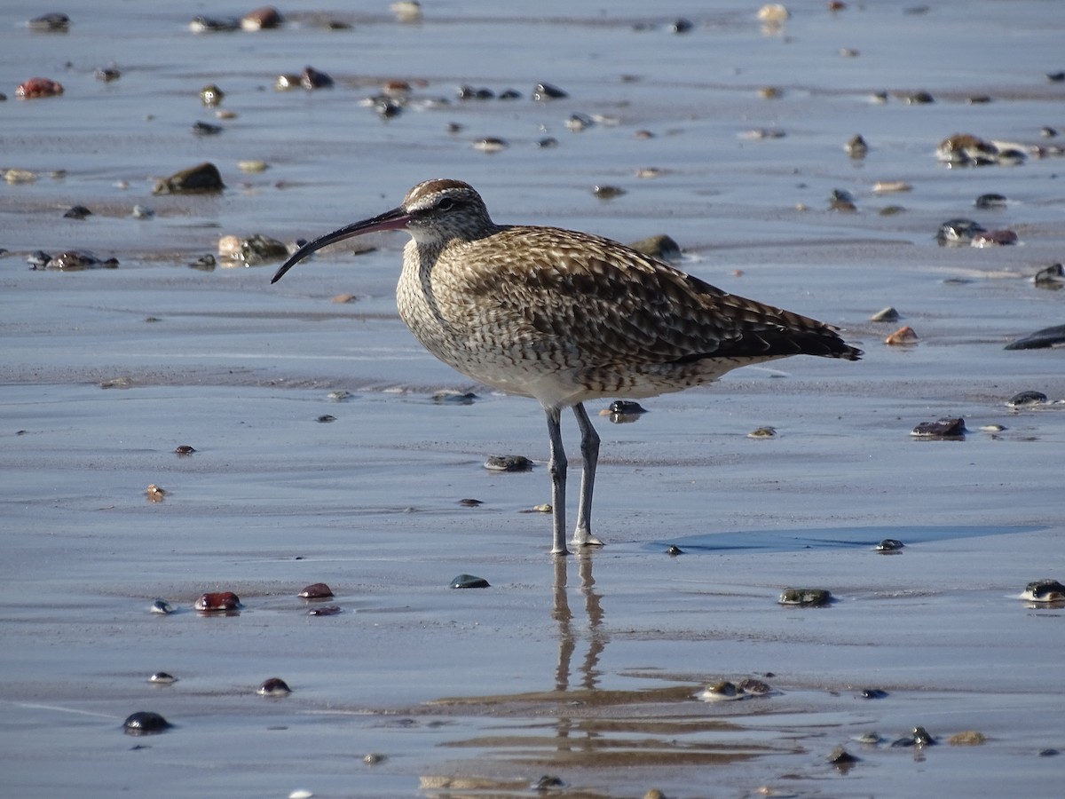 美洲中杓鷸 - ML644670817