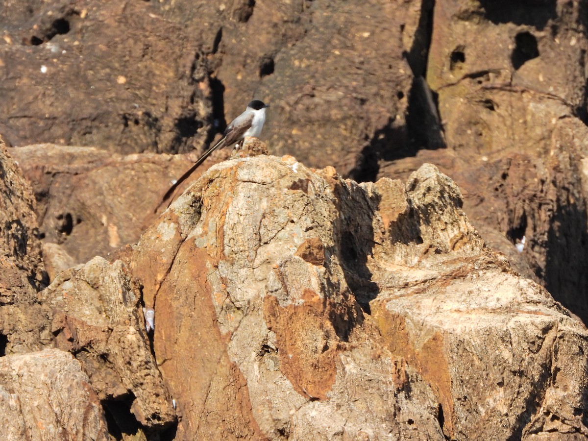 Fork-tailed Flycatcher - ML644670818