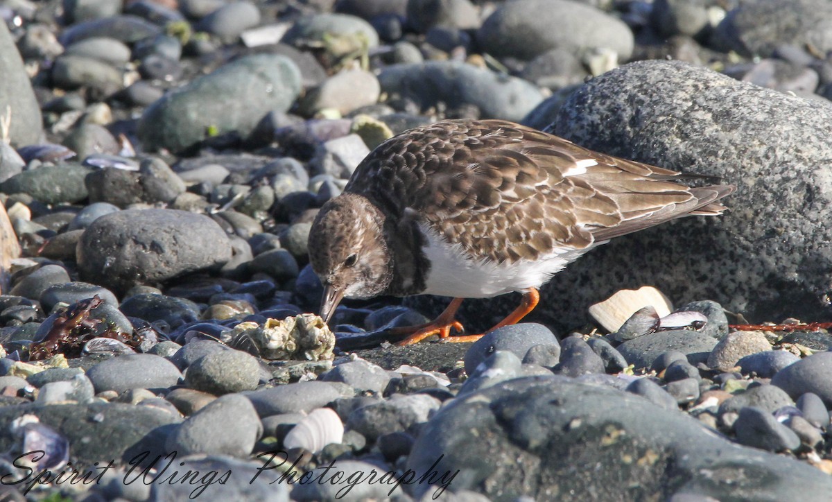 Harri-iraulari arrunta - ML644670819