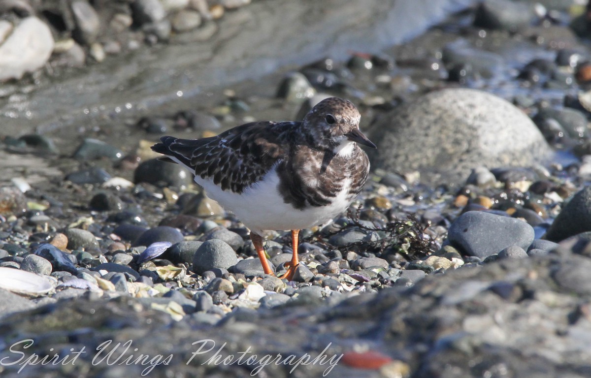 Harri-iraulari arrunta - ML644670821