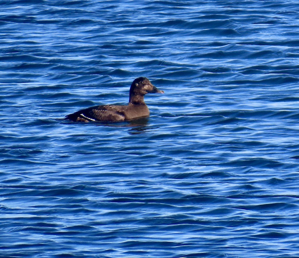 Höckersamtente - ML644670822