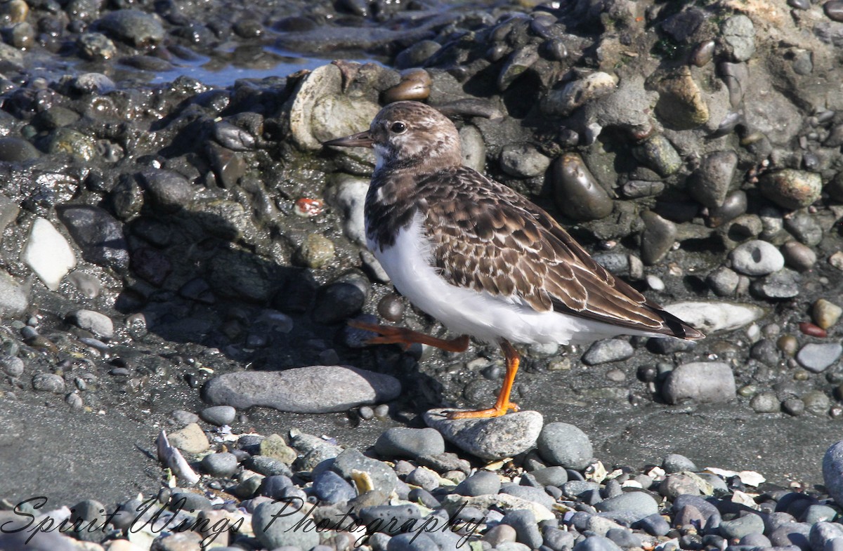 Harri-iraulari arrunta - ML644670823