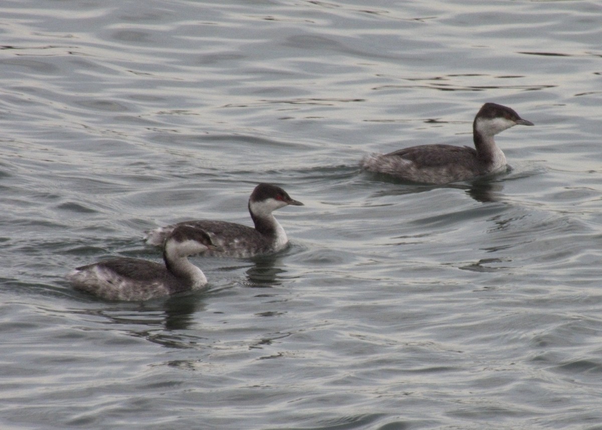 角鸊鷉 - ML644670829