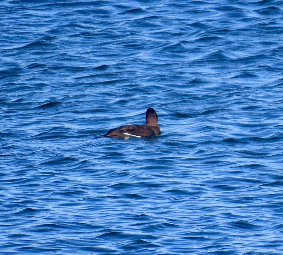 Höckersamtente - ML644670836