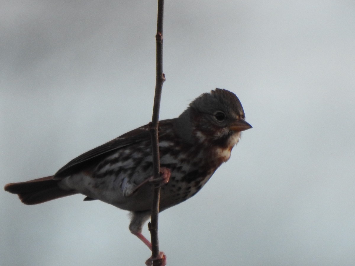 strnadec kaštanový - ML644670841