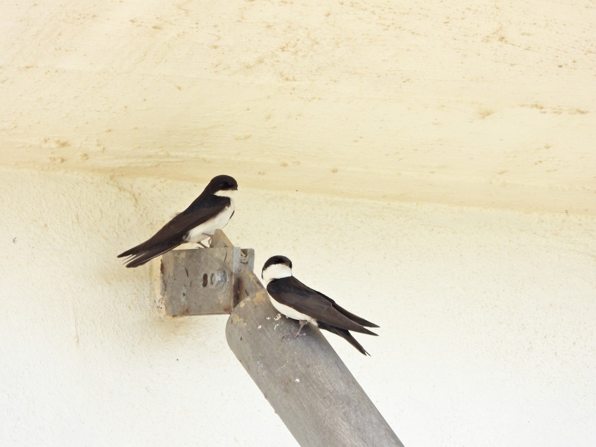 Blue-and-white Swallow - ML644670842