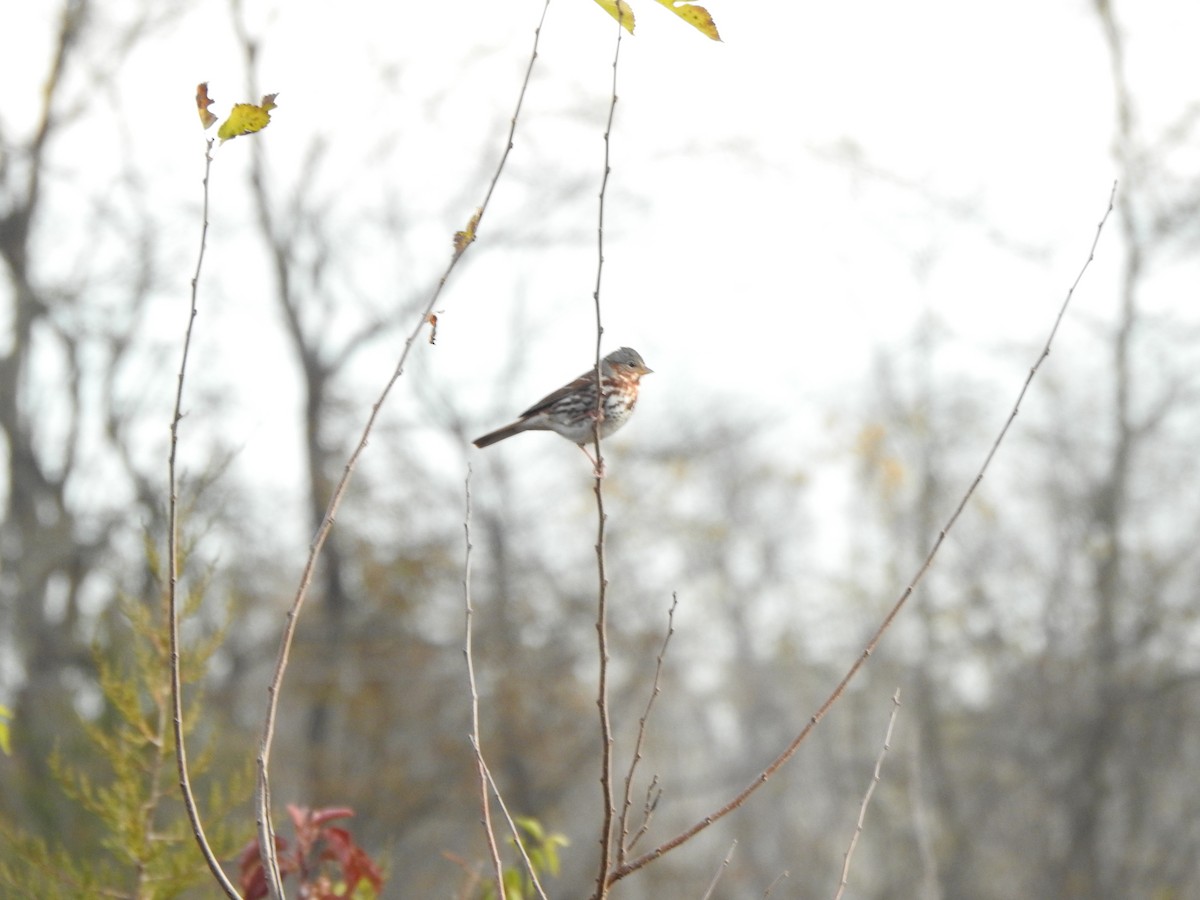 strnadec kaštanový - ML644670843