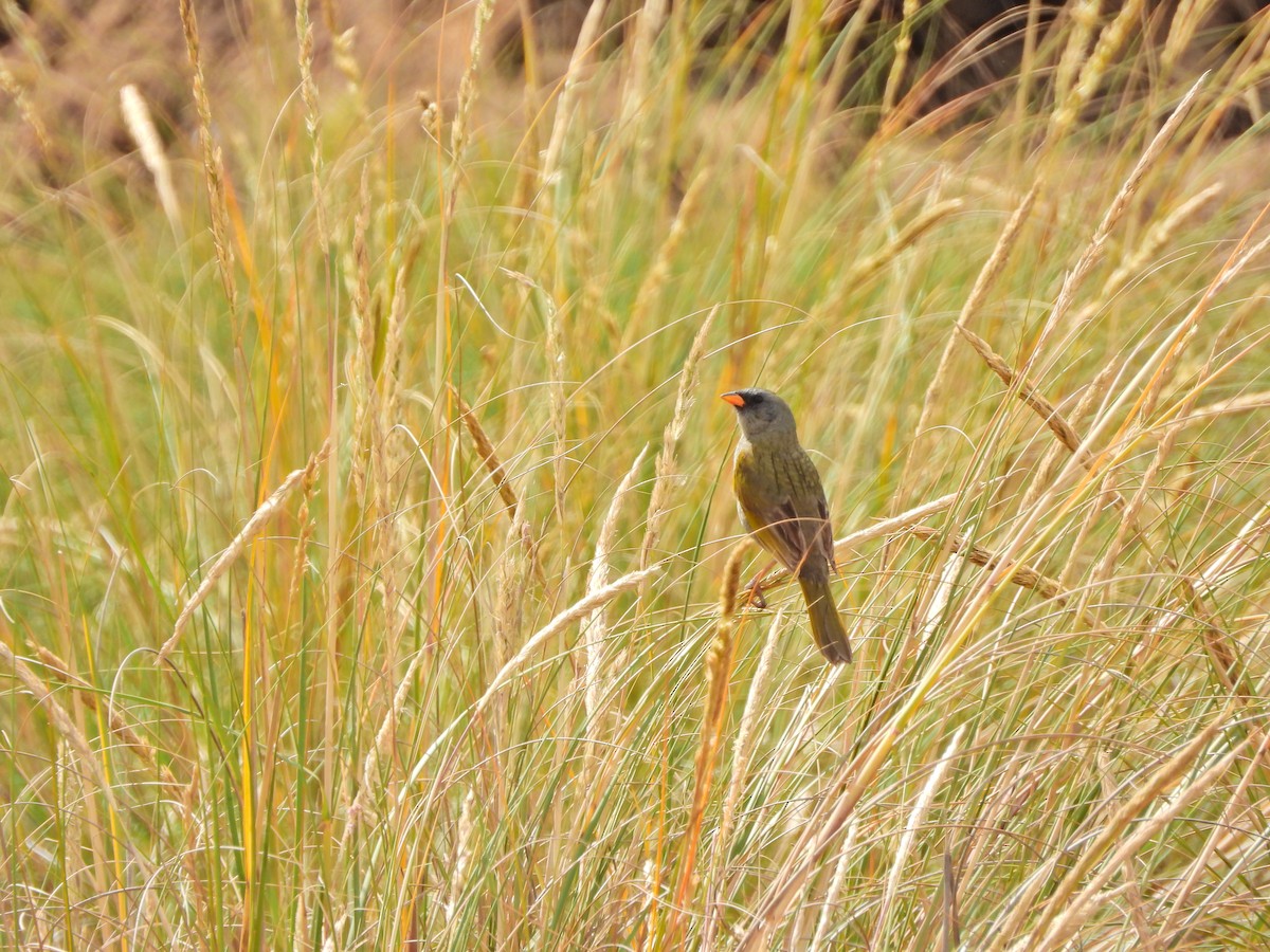 Great Pampa-Finch - ML644670854