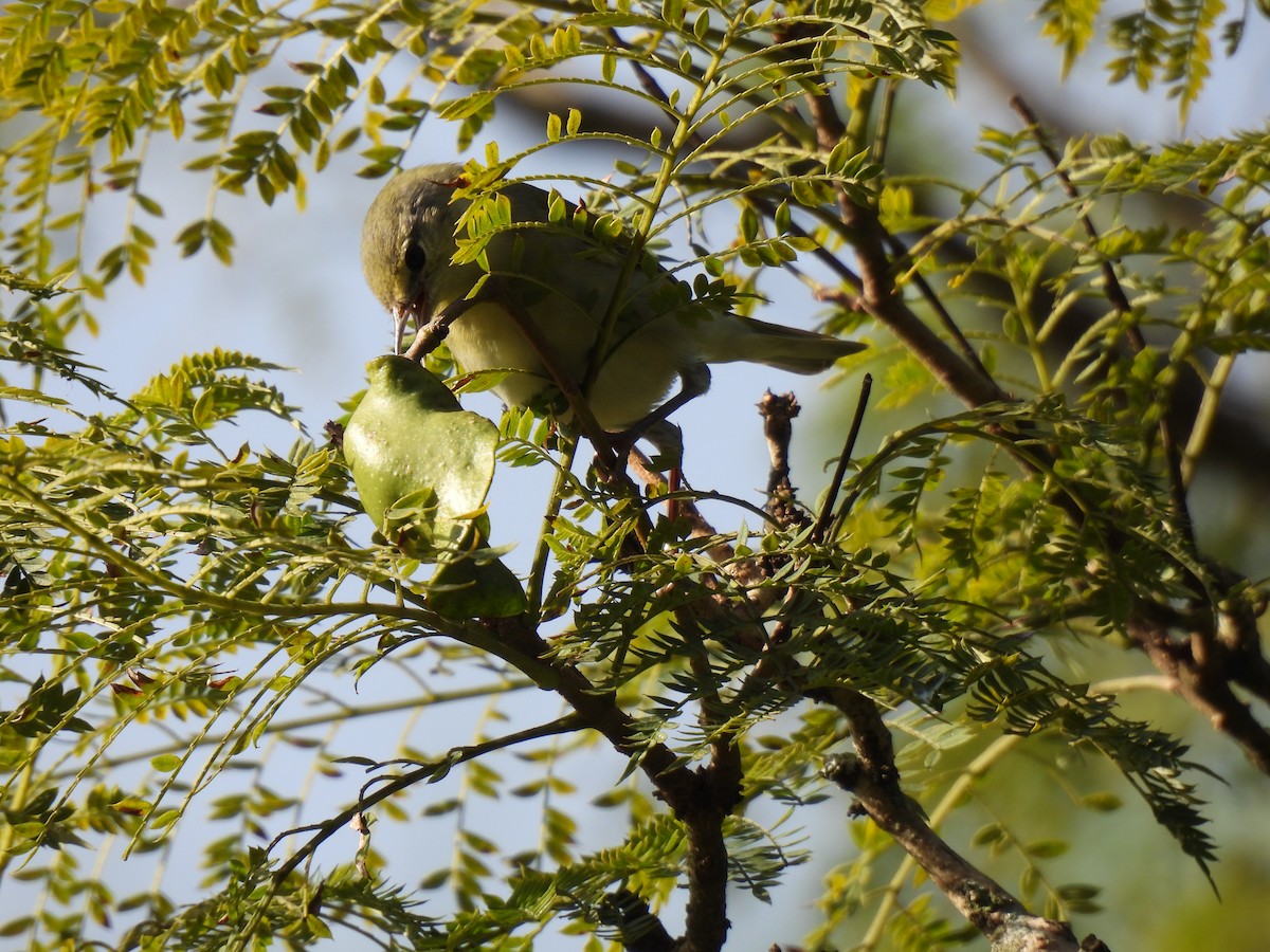 møllparula - ML644670857