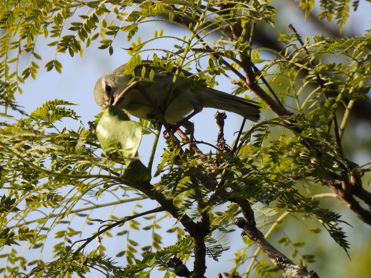 møllparula - ML644670858