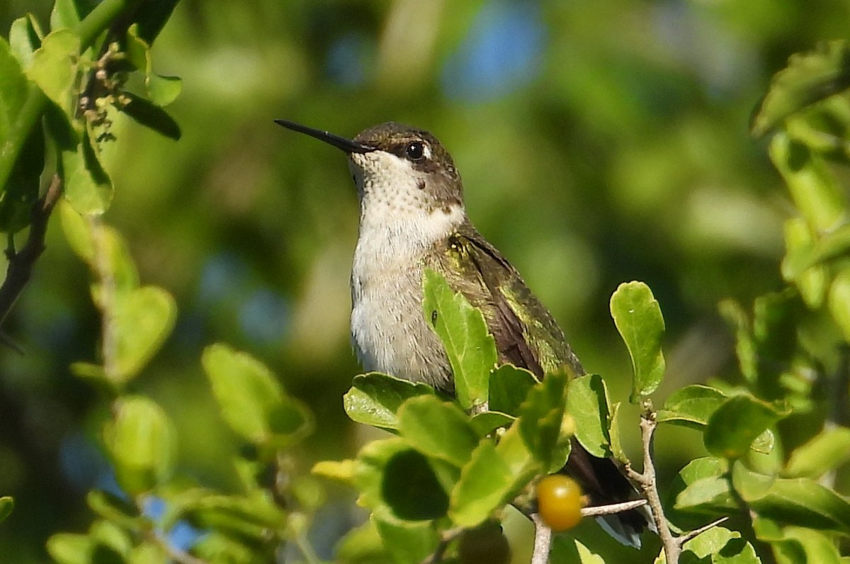 Ruby-throated Hummingbird - ML644670860