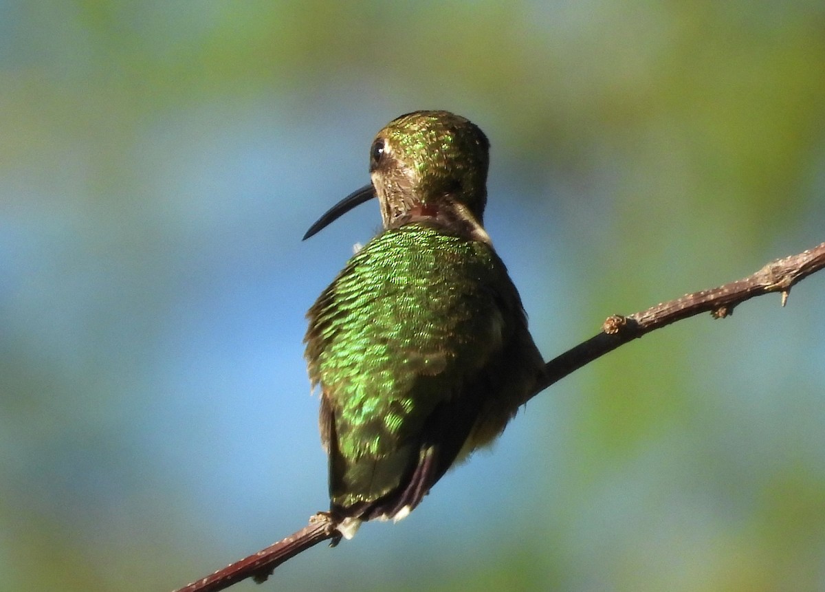 Ruby-throated Hummingbird - ML644670861