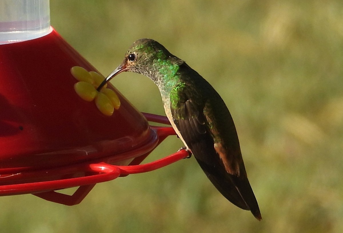 アカハシエメラルドハチドリ - ML644670868