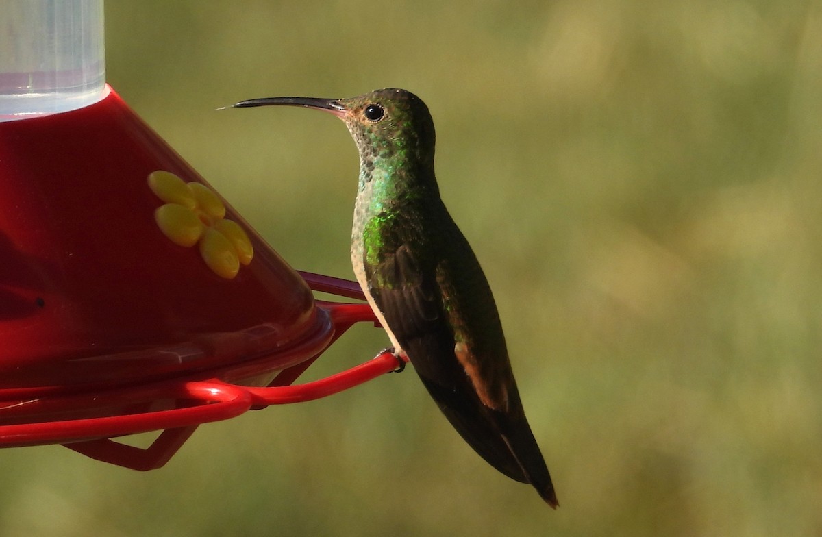 アカハシエメラルドハチドリ - ML644670869