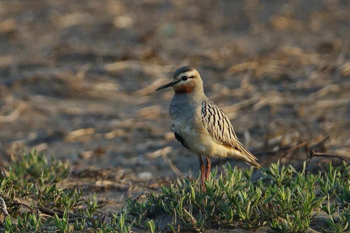 rusthalslo - ML644670875