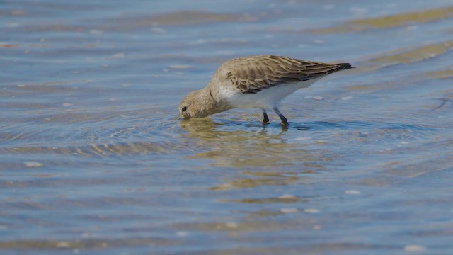 Correlimos Común - ML644670876